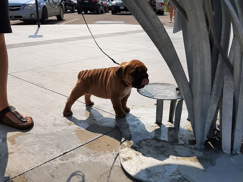 Puppy at water fountain